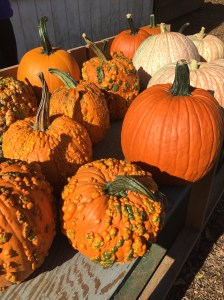 Pumpkins at Comus Market.